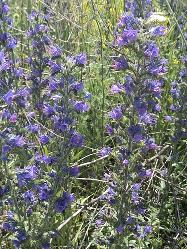 viper's-bugloss