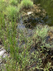 Eleocharis quadrangulata