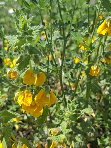 Rhynchocorys orientalis