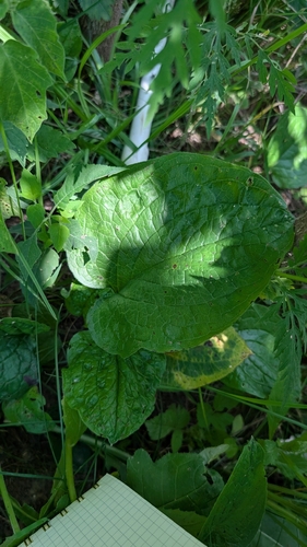 virginia stickseed