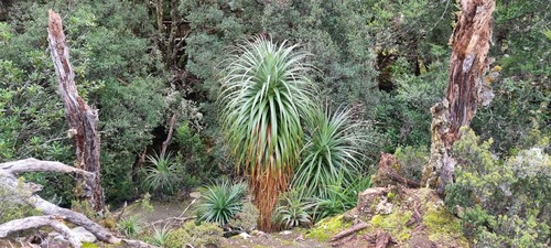 Richea pandanifolia, photograph 5