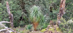 Richea pandanifolia, photograph (c) Barry Stewart, some rights reserved (CC BY)