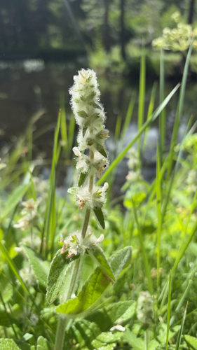 iNaturalist observation photo of whitestem hedgenettle