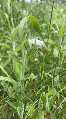 iNaturalist observation photo of whitestem hedgenettle
