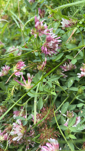 iNaturalist observation photo of springbank clover