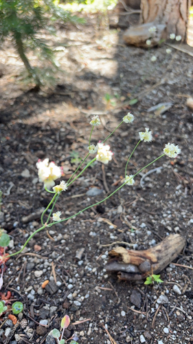 iNaturalist observation photo of Naked Buckwheat