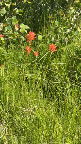 iNaturalist observation photo of giant red paintbrush