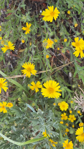 iNaturalist observation photo of Common Madia