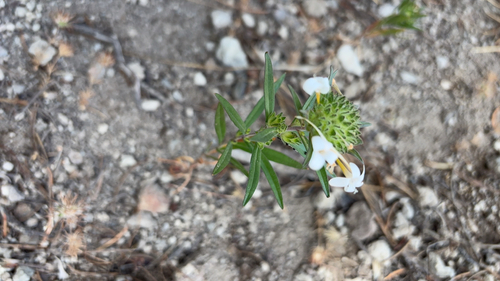 iNaturalist observation photo of grand collomia