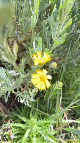 iNaturalist observation photo of Common Madia