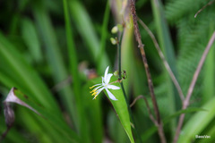 Chlorophytum comosum