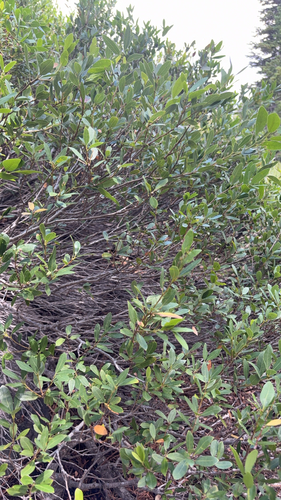 iNaturalist observation photo of huckleberry oak