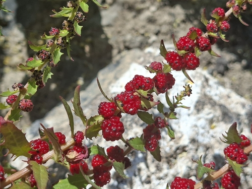 Strawberry Goosefoot