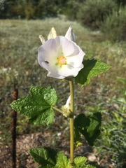 Malacothamnus involucratus
