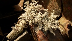 Stereocaulon saxatile