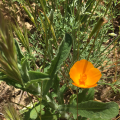 Eschscholzia lemmonii