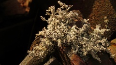 Stereocaulon saxatile