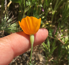 Eschscholzia lemmonii