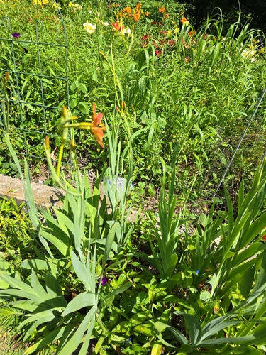 Blackberry Lily