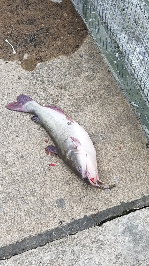 White Catfish
