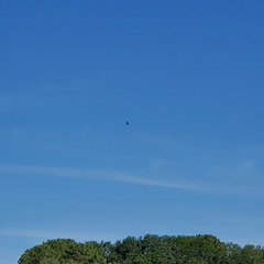 Ictinia mississippiensis