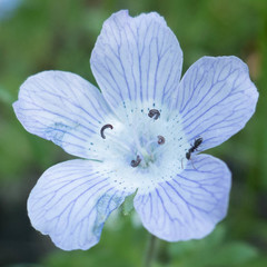 Nemophila menziesii menziesii