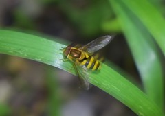 Syrphus knabi