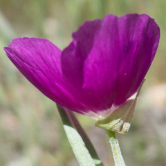 Clarkia affinis