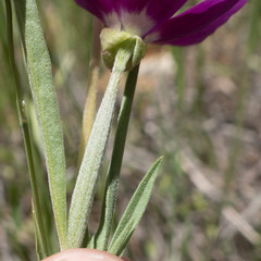 Clarkia affinis