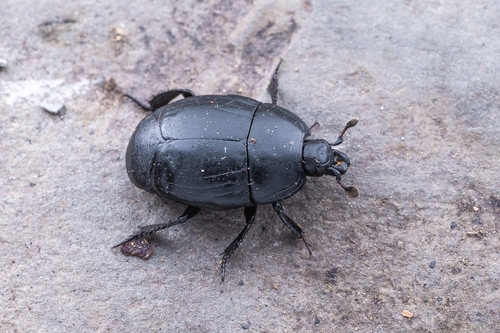 Margarinotus incognitus