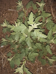 Sphaeralcea incana