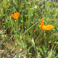 Eschscholzia lemmonii