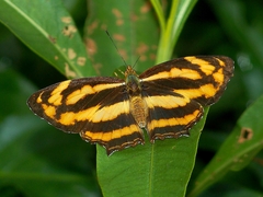 Symbrenthia lilaea formosanus