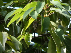 Elaenia flavogaster image