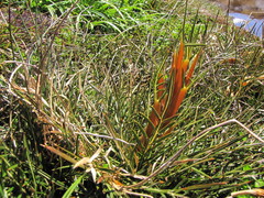 Aciphylla pinnatifida