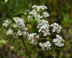 Bifora americana