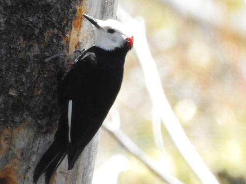 iNaturalist observation photo of White-headed Woodpecker