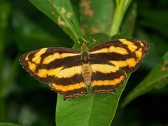 Symbrenthia lilaea formosanus