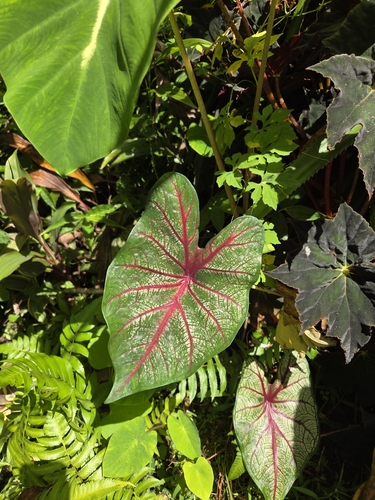 Caladium bicolor observed 2026-07-05
