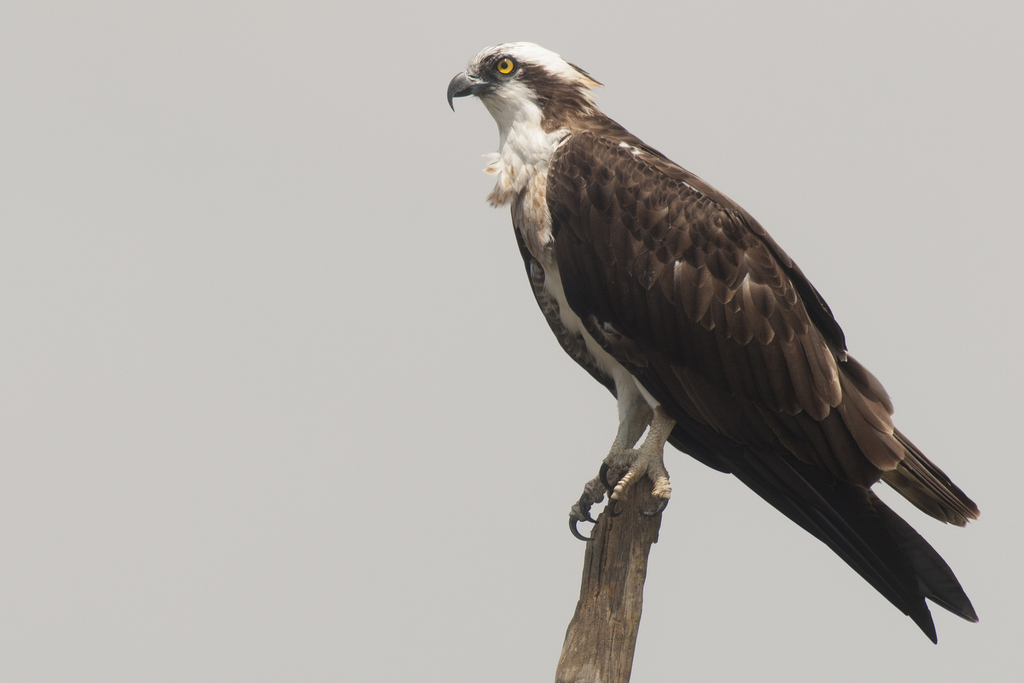 Western Osprey
