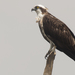 Águila Pescadora del Paleártico - Photo (c) Yathin S Krishnappa, algunos derechos reservados (CC BY-SA)