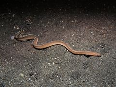 Gymnothorax albimarginatus
