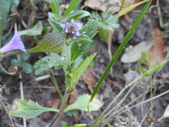 Verbena hispida