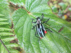 Pachyrhynchus pulchellus modestioroides