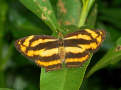 Symbrenthia lilaea formosanus