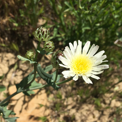 Malacothrix coulteri