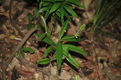 Ardisia lindleyana