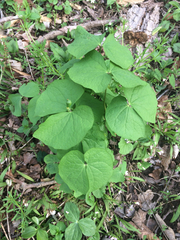 Jeffersonia diphylla