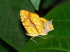 Symbrenthia lilaea formosanus