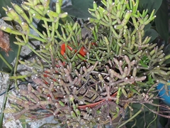 Hatiora salicornoides